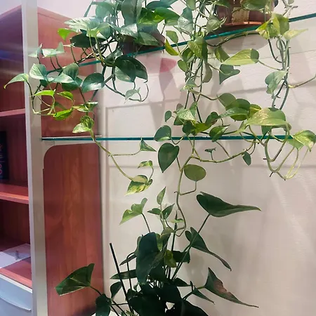 Entire 3 Bed Apartment,centrum * Génova